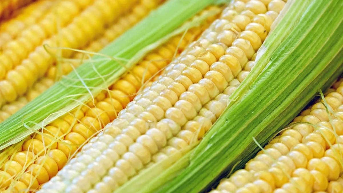 Is Corn Gluten-Free?