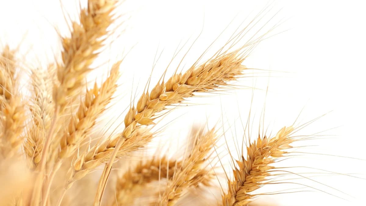 What Is Gluten?